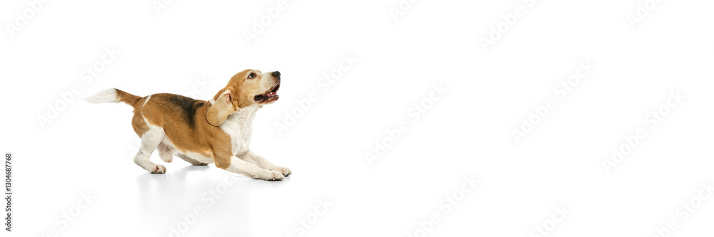 Banner. Purebred beagle stands with eyes focused upward and ears perked against white studio background with negative space. Concept of pet attention, agility training, animal instincts, companionship Banner. Purebred beagle stands with eyes focused upward and ears perked against white studio background with negative space. Concept of pet attention, agility training, animal instincts, companionship