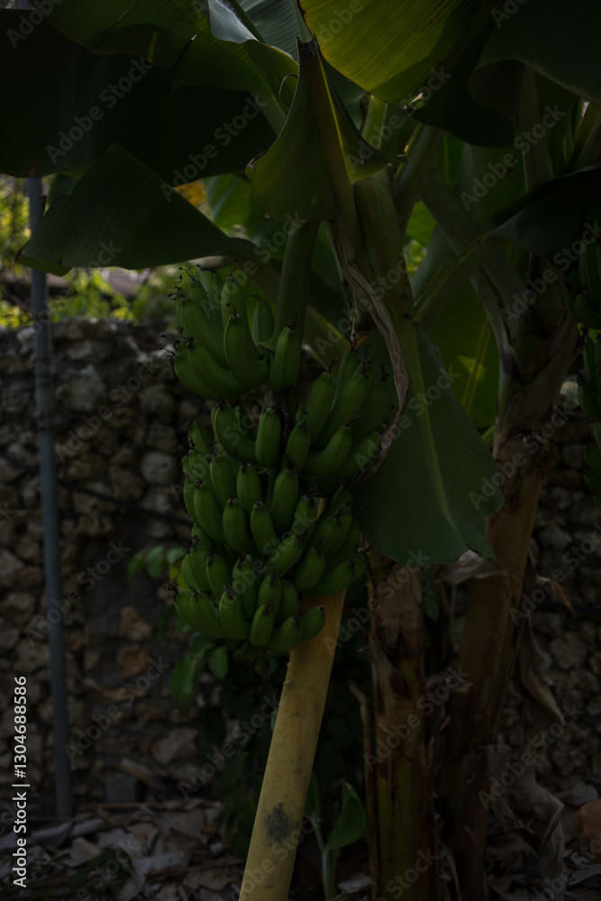 Fototapeta premium A large branch of green bananas on a palm tree in the tropics