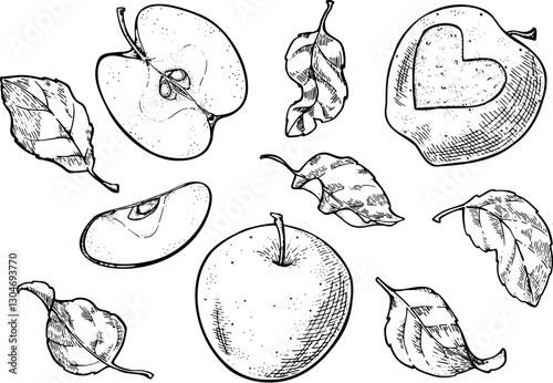 Set of apples fruits, leaves, and slices line art illustration.