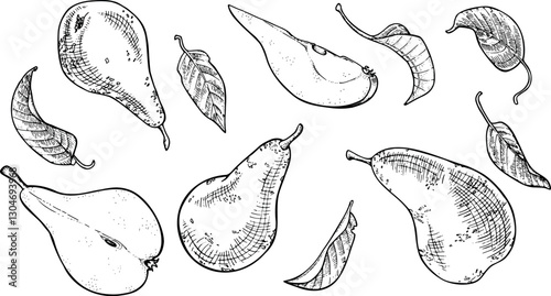 Set of pears fruits, leaves, and slices line art illustration.