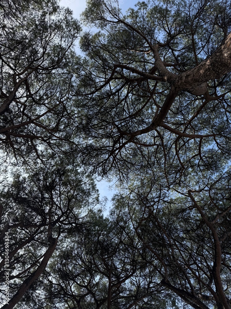Majestic Chir Trees in Giardini degli Aranci: A Serene Oasis in Rome Majestic Chir Trees in Giardini degli Aranci: A Serene Oasis in Rome