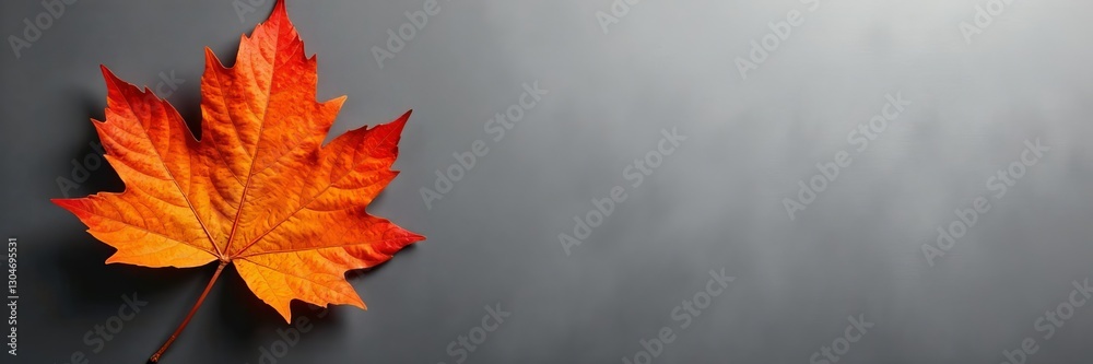 Fototapeta premium Vibrant orange autumn leaf on monochrome grey background, isolated, minimalistic