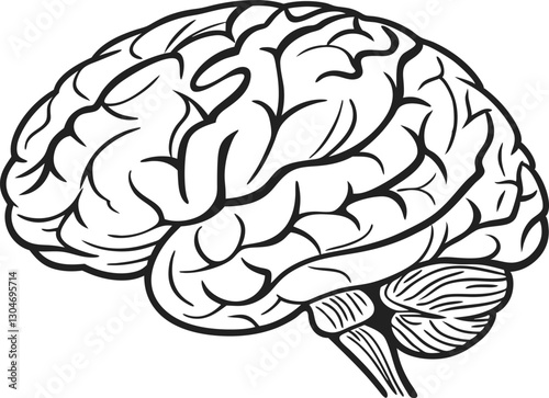 bold anatomical brain drawing 