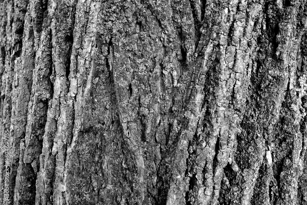 Fototapeta premium Linden tree bark texture. black and white