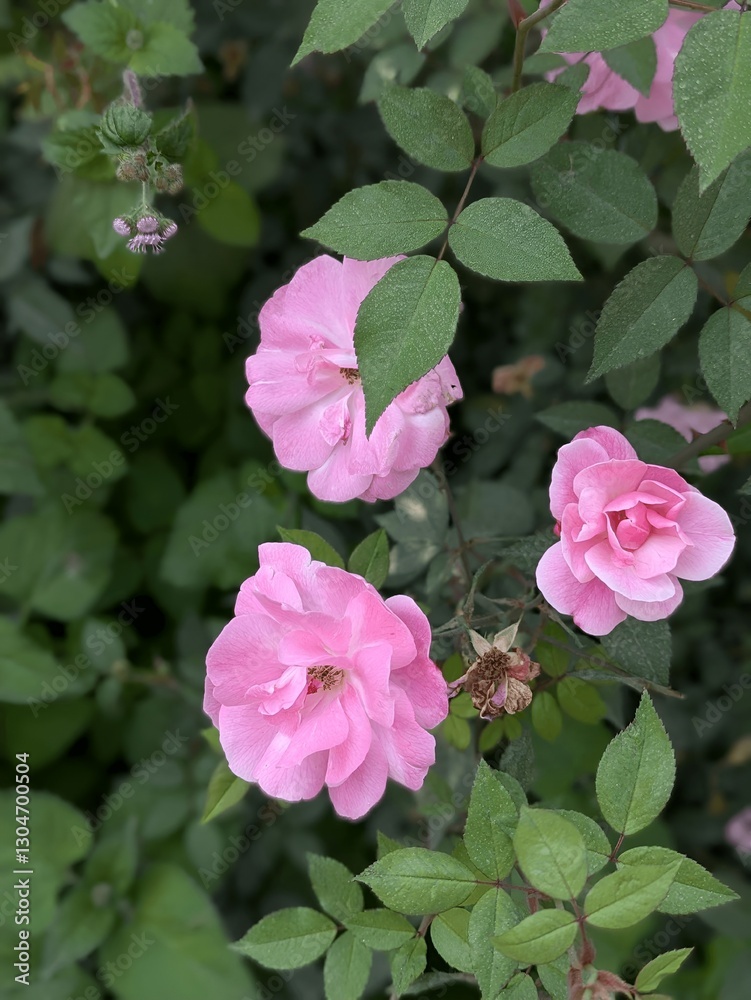 Fototapeta premium pink roses in garden