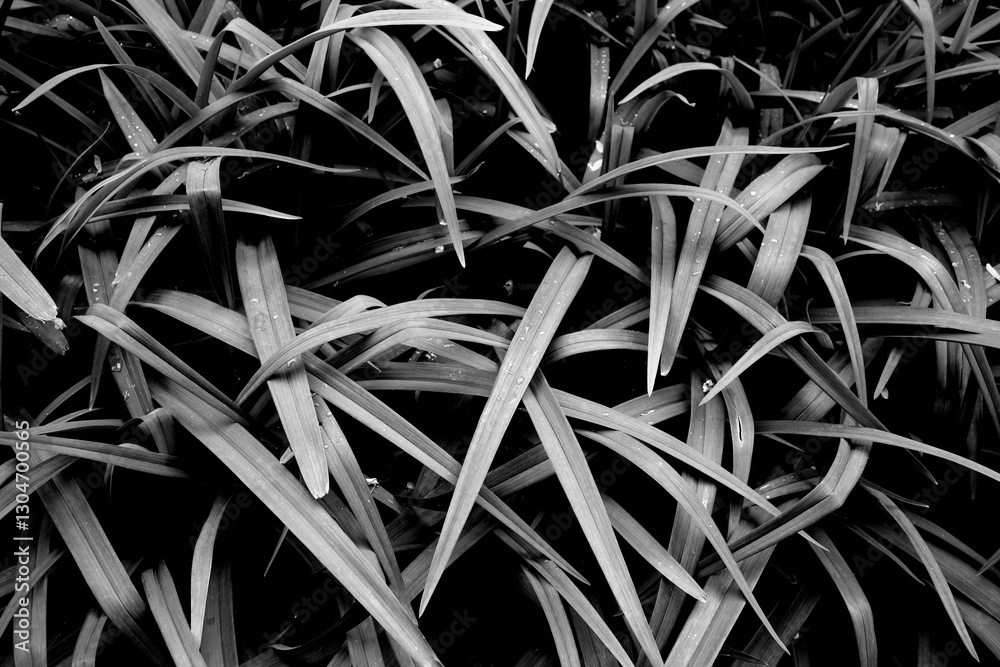 Fototapeta premium Black and white grass leaves close up.