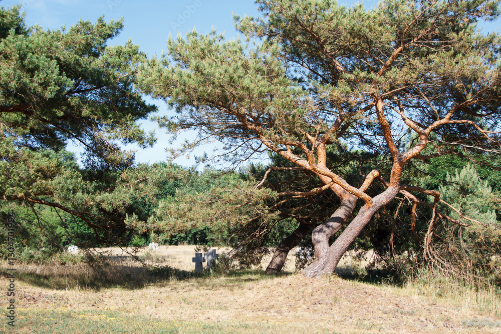 stone crosses in the old cemetery