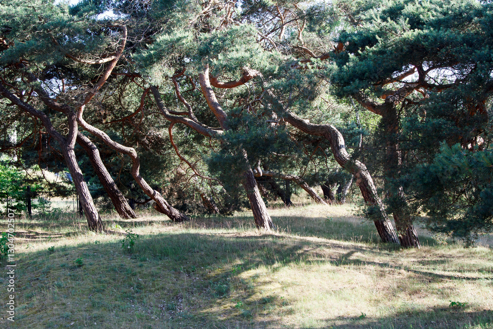 windbent pine trees in the forest