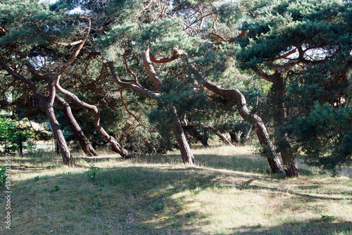 Obraz na płótnie windbent pine trees in the forest w salonie
