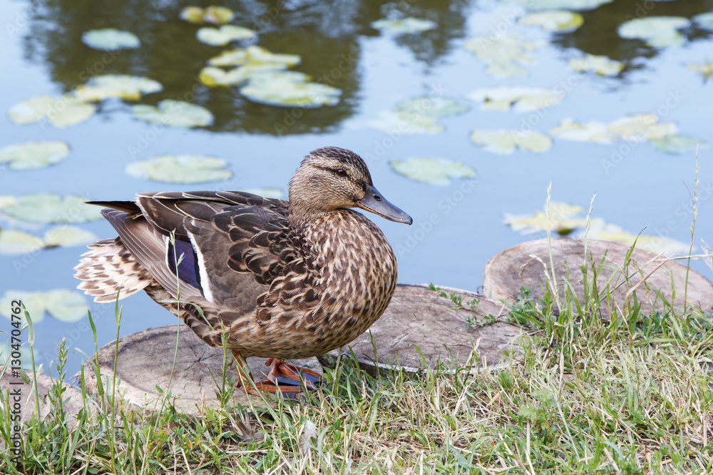 duck stands on the shore of a pond