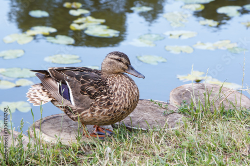 Obraz na płótnie duck stands on the shore of a pond w salonie