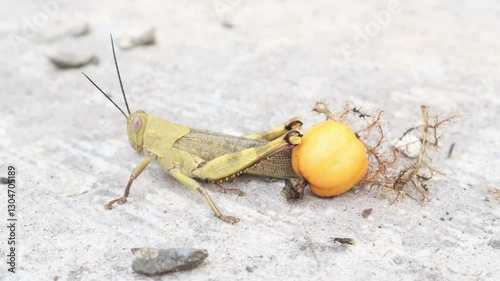 Video of a rice grasshopper or Gomphocerinae walking on cement ground.