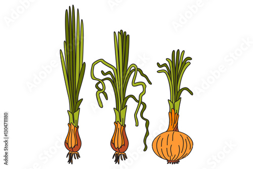 Hand drawn botanical colorful collection with juicy onions isolated on white background. Cartoon set of vegetables vector illustration. Graphic design for Birthday Invitation Print Poster Product Card
