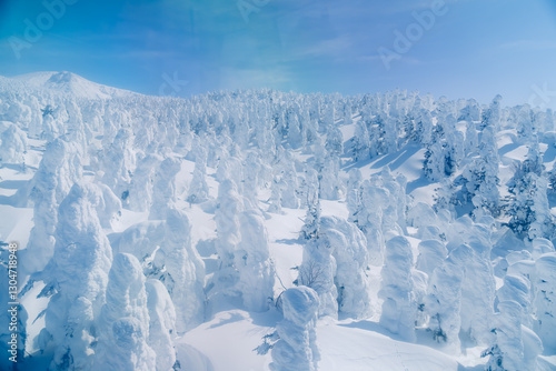 山形蔵王の美しい樹氷