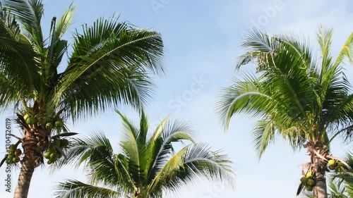 Wallpaper Mural Coconut Trees Blows In The Morning Wind. Torontodigital.ca