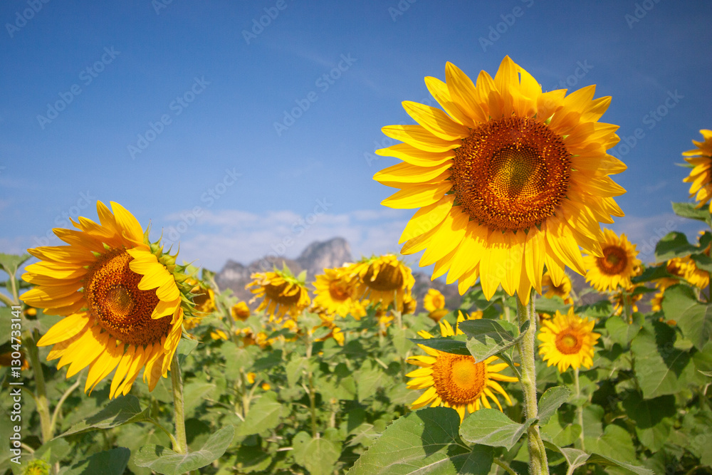 Fototapeta premium Vibrant Sunflowers in Full Bloom