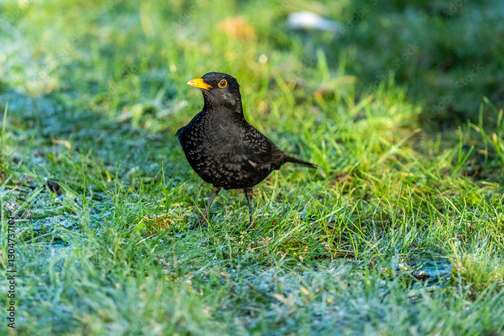 Danish blackbird sitting on the green grass Danish blackbird sitting on the green grass
