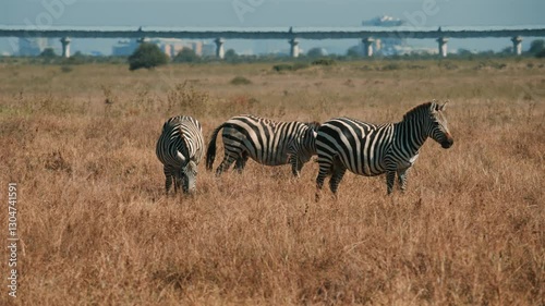 Zebras in Nairobi National Park with City Background