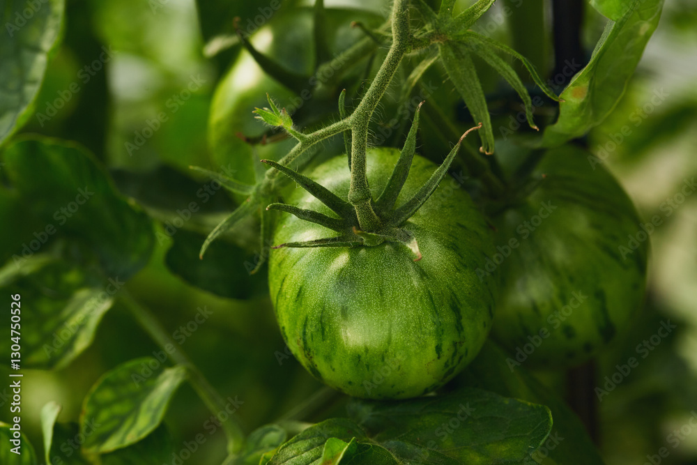 Striped green heirloom tomatoes on a vine surrounded by green leaves in a natural garden. Striped green heirloom tomatoes on a vine surrounded by green leaves in a natural garden.