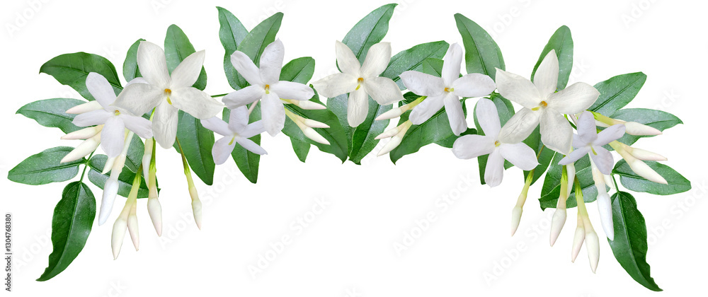 Banner of jasmine flowers and leaves isolated on transparent background Banner of jasmine flowers and leaves isolated on transparent background