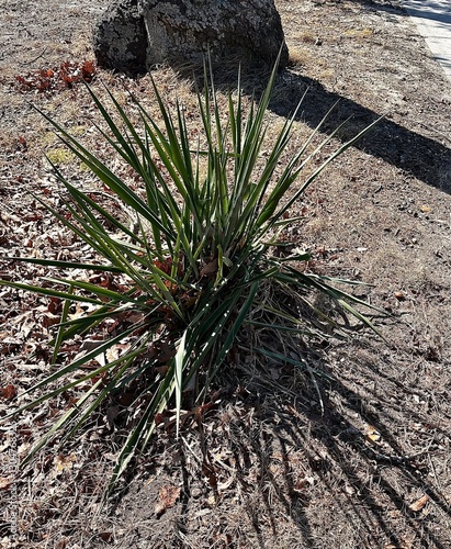 Prickly bush