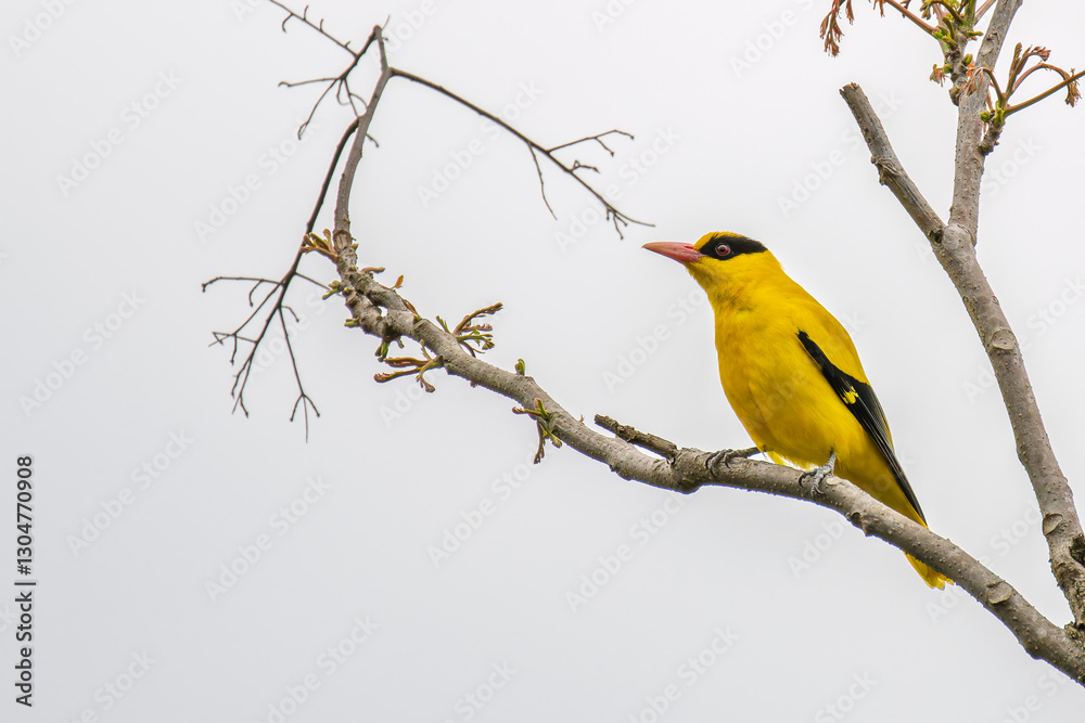 Fototapeta premium Black-naped oriole perched on a branch in a tree