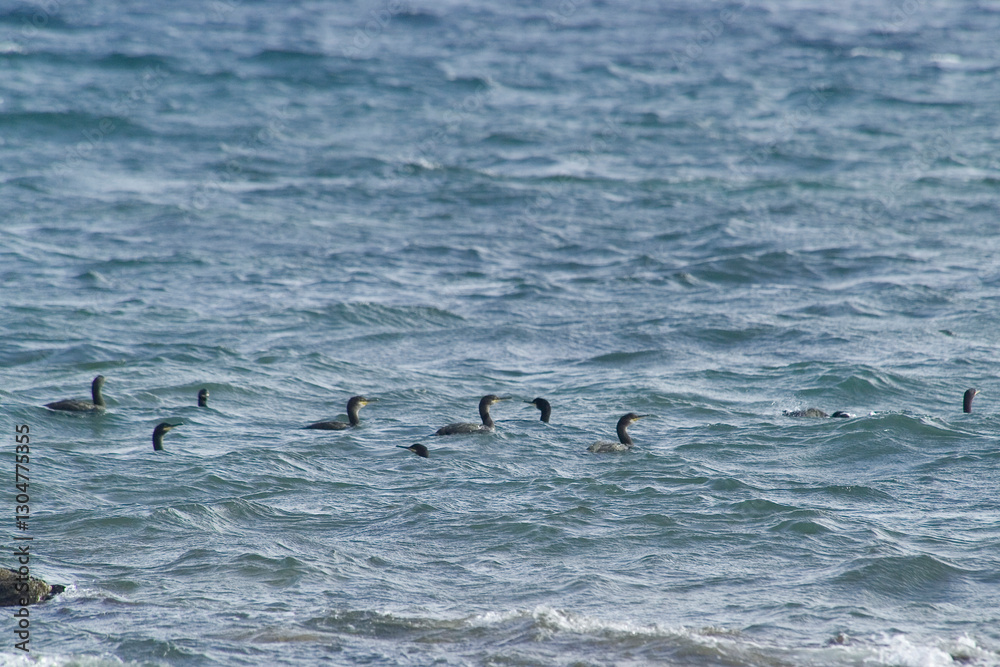 Fototapeta premium Shag Phalacrocorax aristotelis European shag or common shag (Gulosus aristotelis) is a species of cormorant. Stintino, Sardinia, Italy.