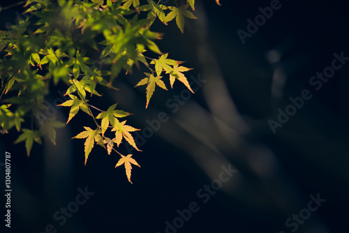 yellow autumn leaves