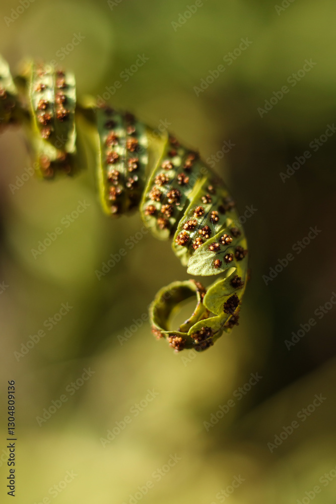 custom made wallpaper toronto digitalClose up of green fern leaves in the garden