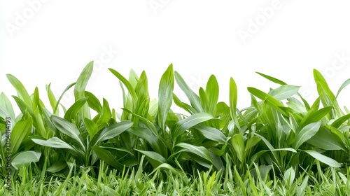 Lush Green Plant Garden