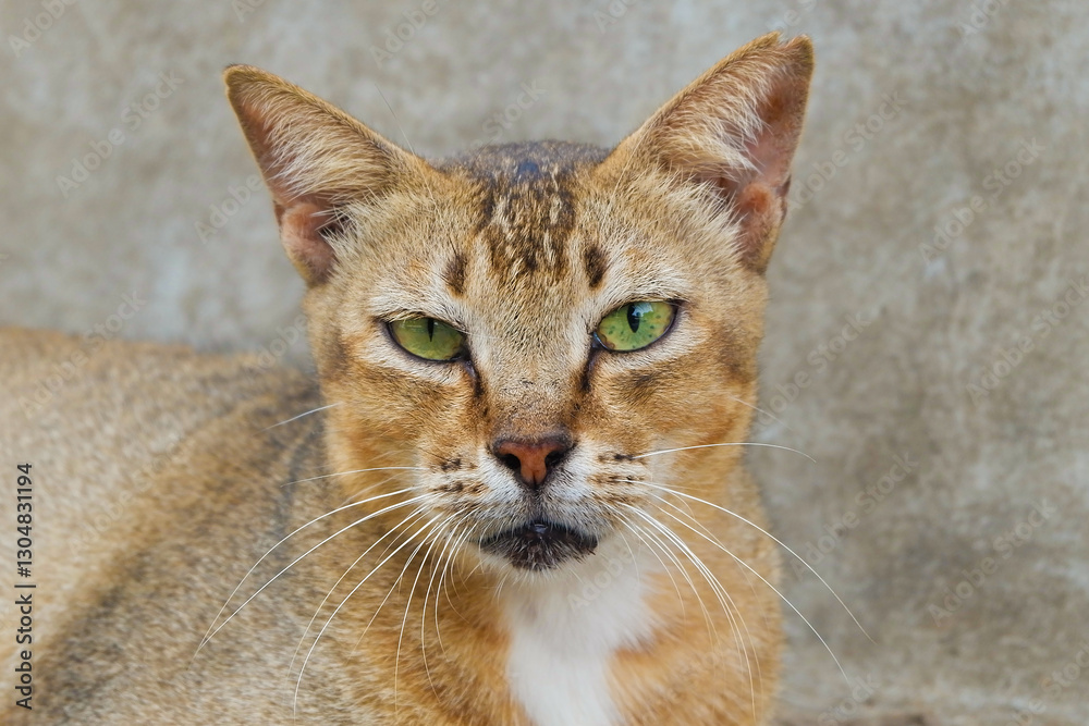 Orange Cat Close-up. Striking Orange Cat Face. Adorable Orange Tabby Portrait Orange Cat Close-up. Striking Orange Cat Face. Adorable Orange Tabby Portrait