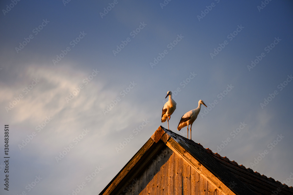 Two white storks standing on an aged rooftop with a dramatic sunset sky in the background Two white storks standing on an aged rooftop with a dramatic sunset sky in the background