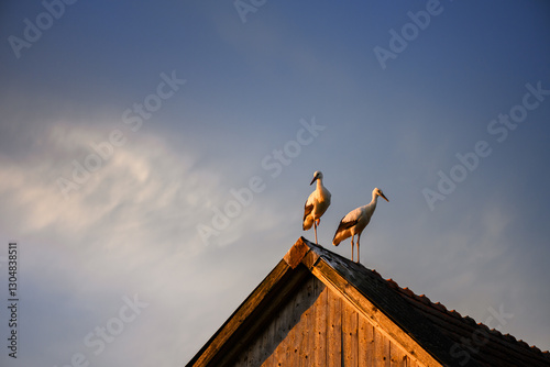 Two white storks standing on an aged rooftop with a dramatic sunset sky in the background