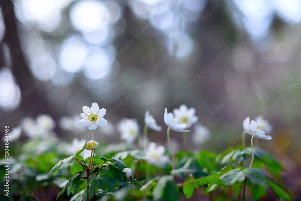 Spring woodland covered in blooming White Anemone flowers. Detailed macro nature photography Spring woodland covered in blooming White Anemone flowers. Detailed macro nature photography