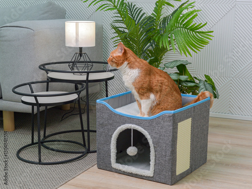 Рыжий кот сидит наверху домика для животных. Фото в интерьере