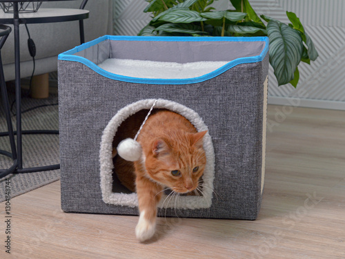 Рыжий кот выходит из домика для животных. Фото в интерьере