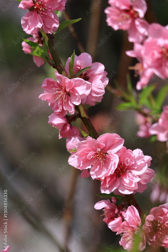 Obraz premium ひな祭りに飾る花