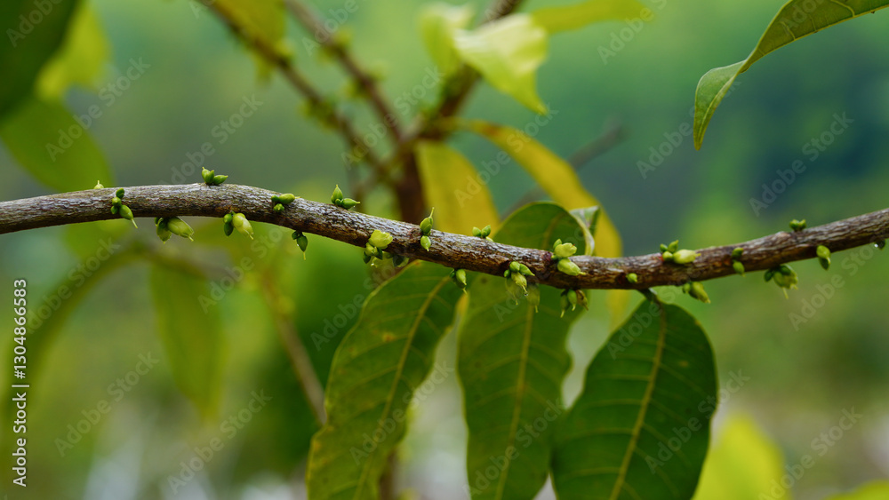 Flowering along the branches of Yellow Abiu Fruit (Pouteria caimito) Flowering along the branches of Yellow Abiu Fruit (Pouteria caimito)