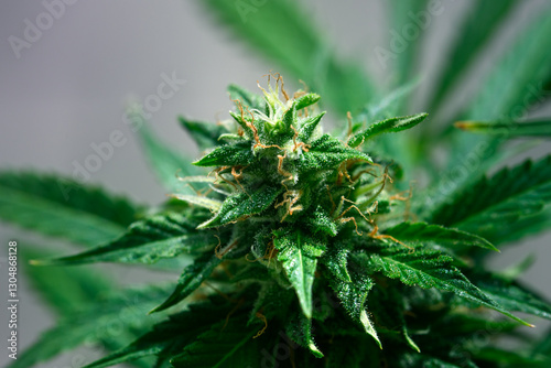 Flowering cannabis bud with crystal-like trichomes. Macro photography of medical marijuana