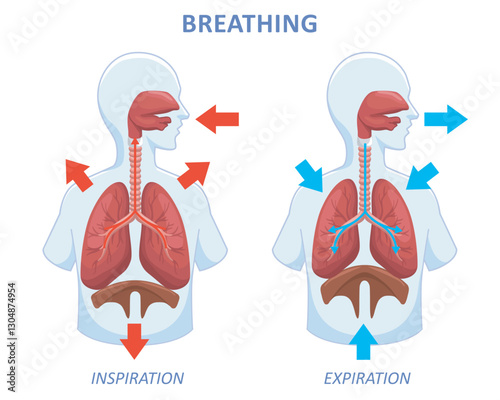 human respiratory organ mechanism. breathing inspiration expiration illustration for education and medical