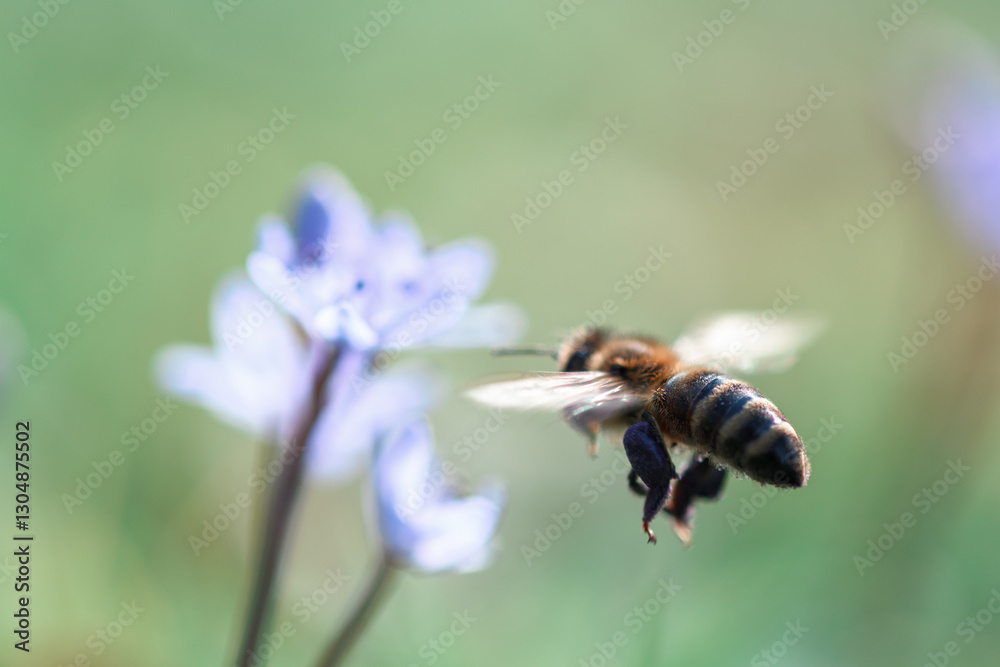 Close-up of a working bee hovering over a blue wildflower, gathering pollen in springtime Close-up of a working bee hovering over a blue wildflower, gathering pollen in springtime