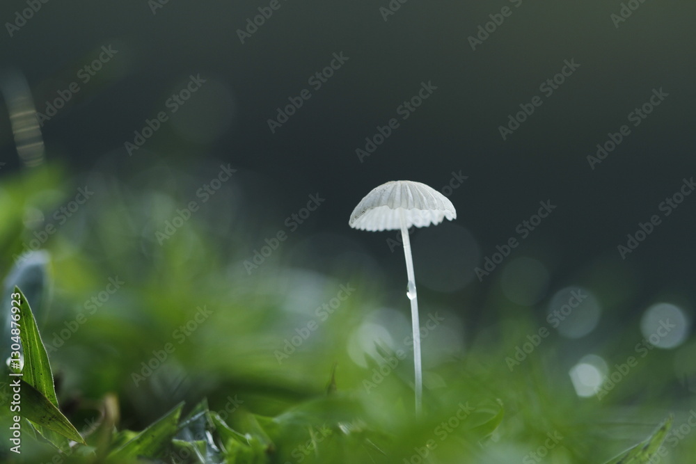 mushroom in grass mushroom in grass