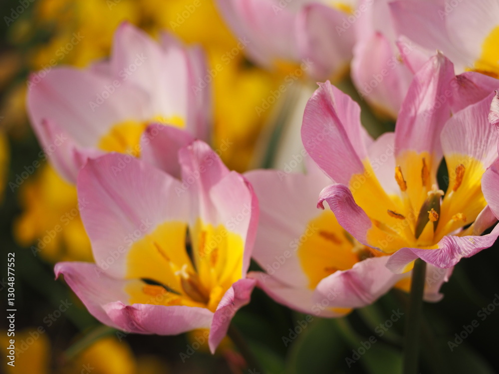 Fototapeta premium 原種系チューリップ ライラックワンダー