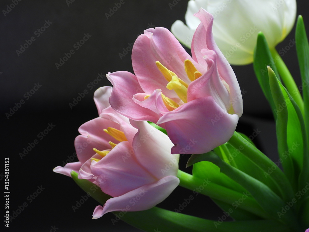 Pink tulips with yellow stamens represents a vibrant contrast of colors, symbolizing joy, love, and rebirth. Pink tulips with yellow stamens represents a vibrant contrast of colors, symbolizing joy, love, and rebirth.
