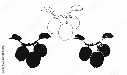 vector illustration of a kiwi fruit branch in both silhouette and outline styles. Ideal for logos, packaging, botanical designs, and decorative elements.