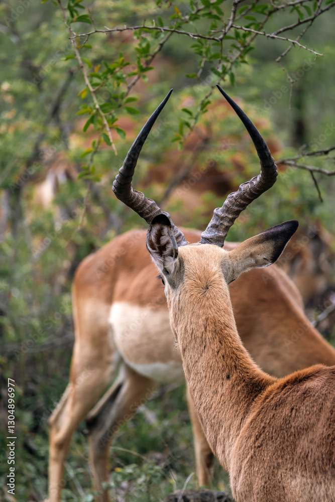 Naklejka premium impala lyre horns, African black-footed antelope. Kruger National park, South Africa