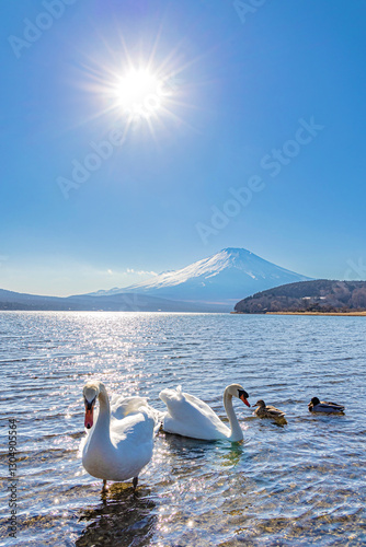Fototapeta Naklejka Na Ścianę i Meble -  山梨県　富士山と白鳥・冬の山中湖