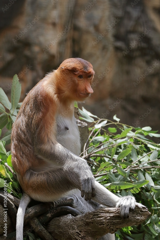 Naklejka premium 座ったメスのテングザルのポートレート