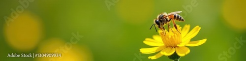 Yellow wasp hovering above crown vetch flowers, flowers, garden