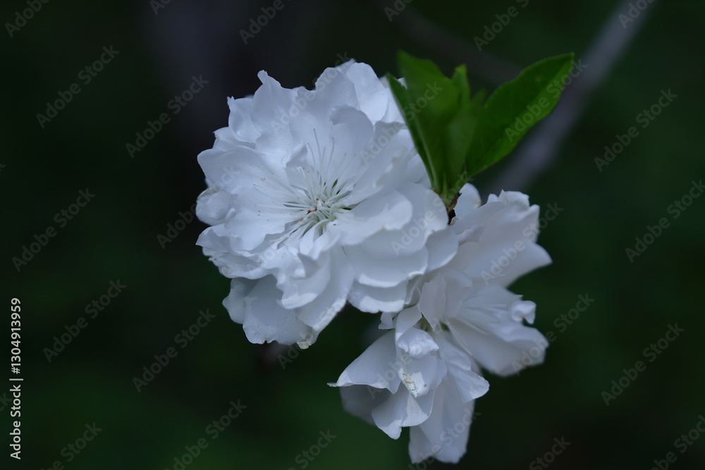 Obraz premium ひな祭りに飾る花